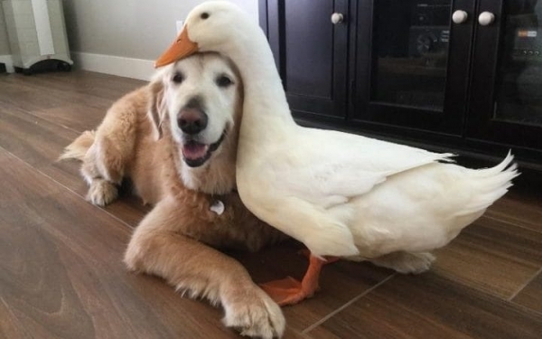 goose and dog