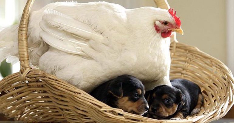 hens over puppies