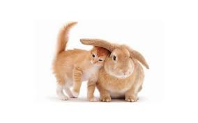 cat and bunny