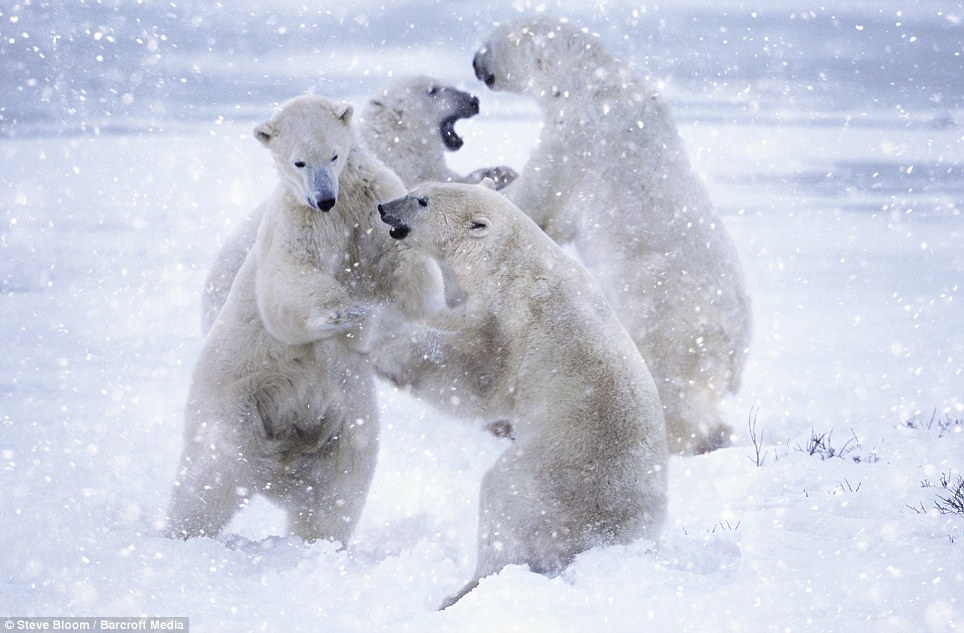 snowbears